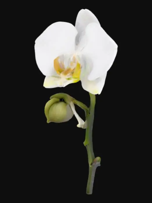 3D model for Une fleur d'orchidée blanche semi-stylisée, aux lignes douces et arrondies, évoquant un style cartoon élégant. Ses pétales immaculés, d'un blanc pur et laiteux, présentent une texture lisse et délicate, avec des bords légèrement épaissis. Le cœur de la fleur peut arborer une touche subtile de jaune pâle. Chaque pétale, d'apparence douce et charnue, s'agence harmonieusement autour d'un pistil simplifié. Une tige élancée et verte soutient la fleur, complétant son allure gracieuse.