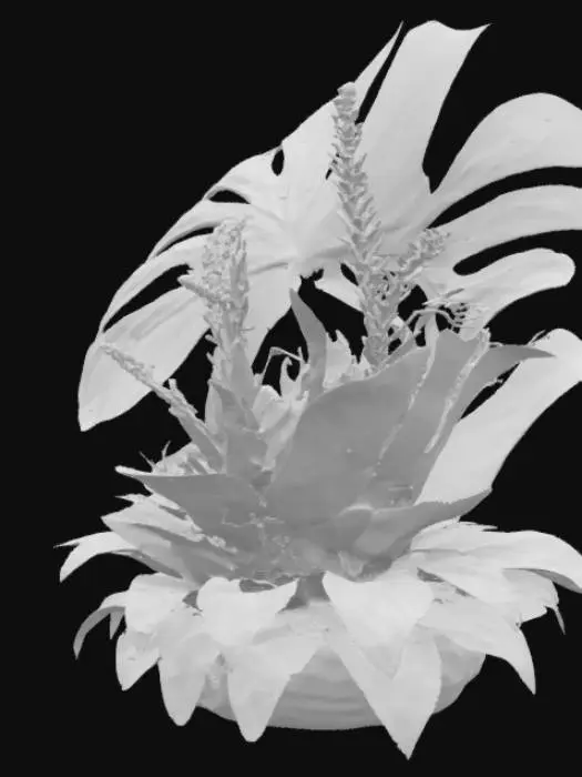 3D model for Une composition botanique tropicale mettant en vedette une grande feuille de Monstera aux perforations distinctives et aux bords lobés, affichant un vert intense et brillant. À sa base, un Bromelia présente une rosette de feuilles épaisses et cireuses, dont les couleurs varient du vert foncé à des teintes de rouge ou d'orange vif vers le centre, où se loge une inflorescence compacte et texturée. L'ensemble dégage une impression de luxuriance et de textures contrastées, du lisse au légèrement rugueux.