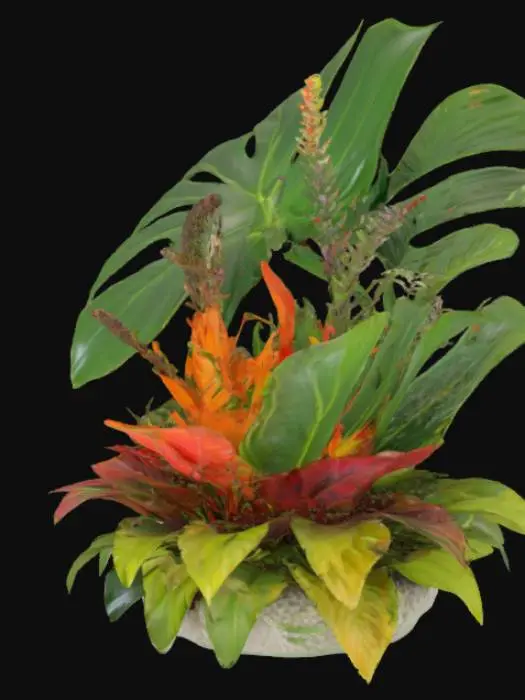 3D model for Une composition botanique tropicale mettant en vedette une grande feuille de Monstera aux perforations distinctives et aux bords lobés, affichant un vert intense et brillant. À sa base, un Bromelia présente une rosette de feuilles épaisses et cireuses, dont les couleurs varient du vert foncé à des teintes de rouge ou d'orange vif vers le centre, où se loge une inflorescence compacte et texturée. L'ensemble dégage une impression de luxuriance et de textures contrastées, du lisse au légèrement rugueux.