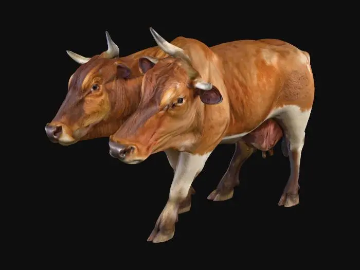 3D model for Twin Cows Shadows