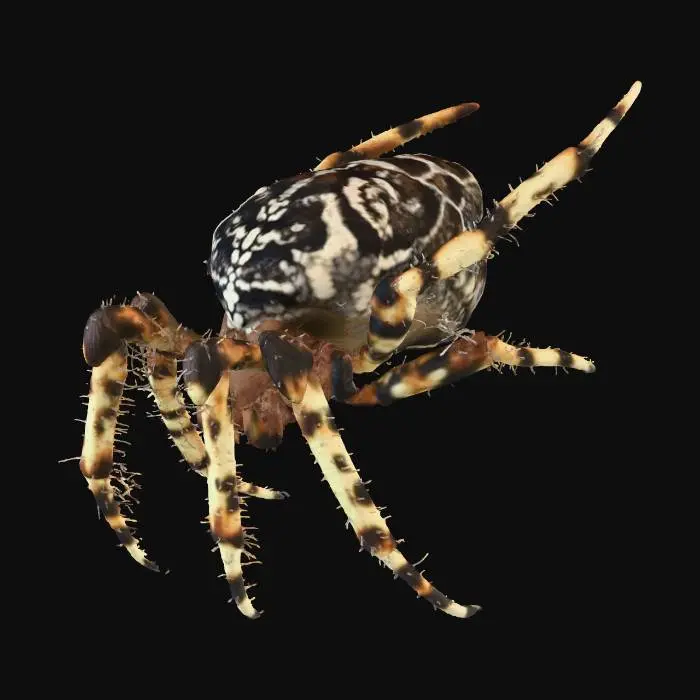 3D model for Spider in the Web