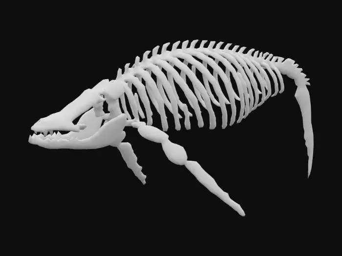 3D model for une maquette de cage thoracique de baleine