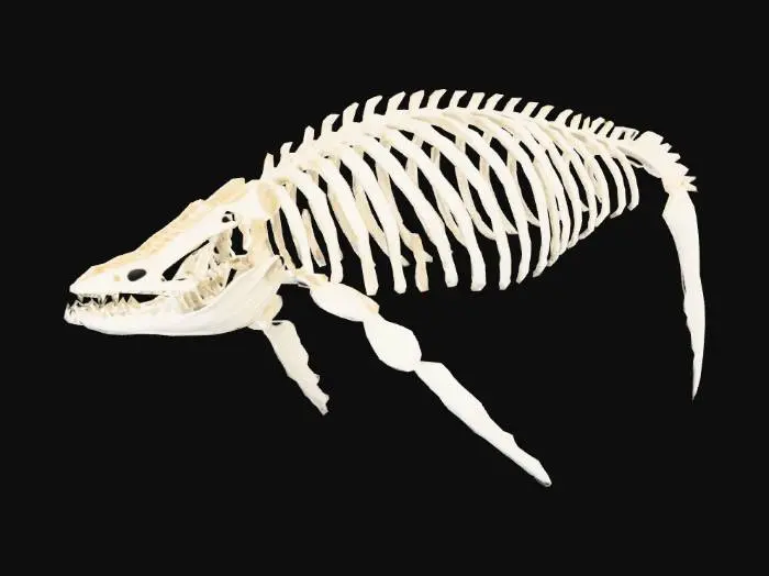 3D model for une maquette de cage thoracique de baleine