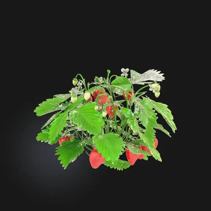 3D model for strawberry bush