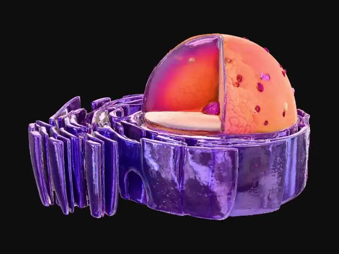 3D model for endoplasmic reticulum