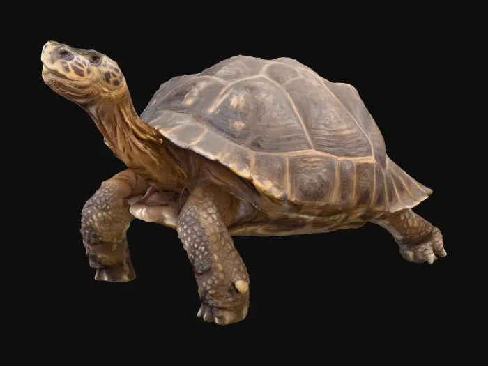 3D model for Tortoise Stroll