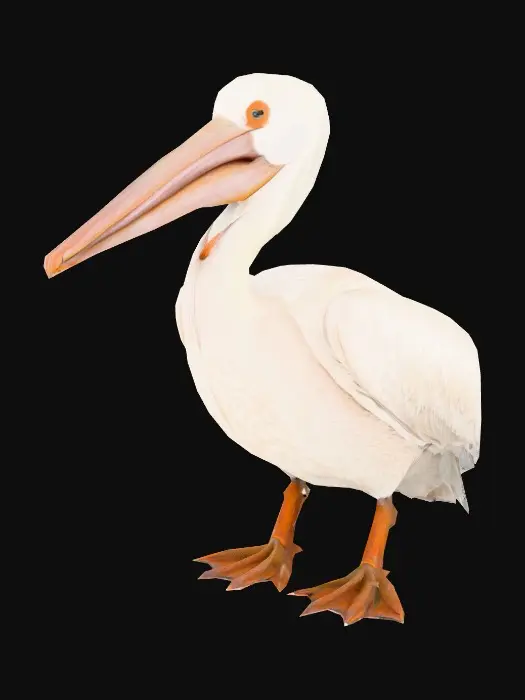 3D model for Majestic Pelican