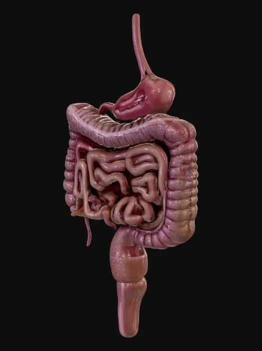 3D model for Digestive System Illustration