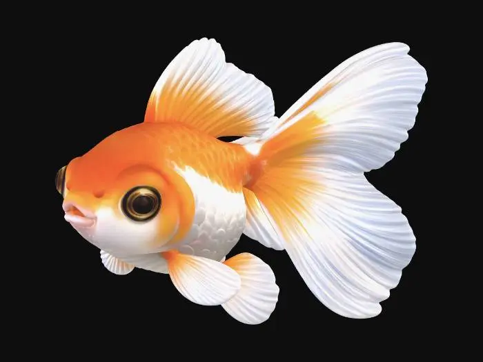 3D model for Sunset Fantail