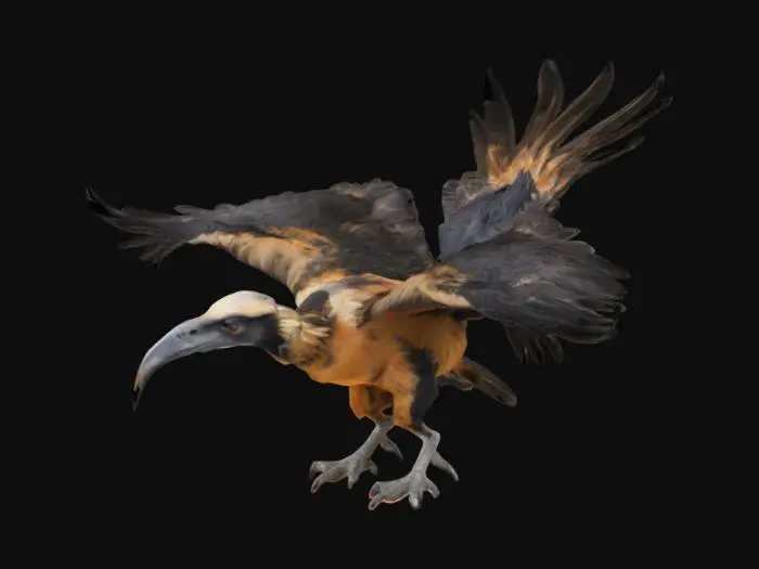3D model for Epic full body aggressive looking flying bearded vulture