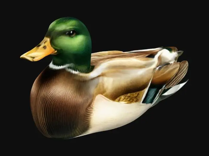 3D model for Mallard duck