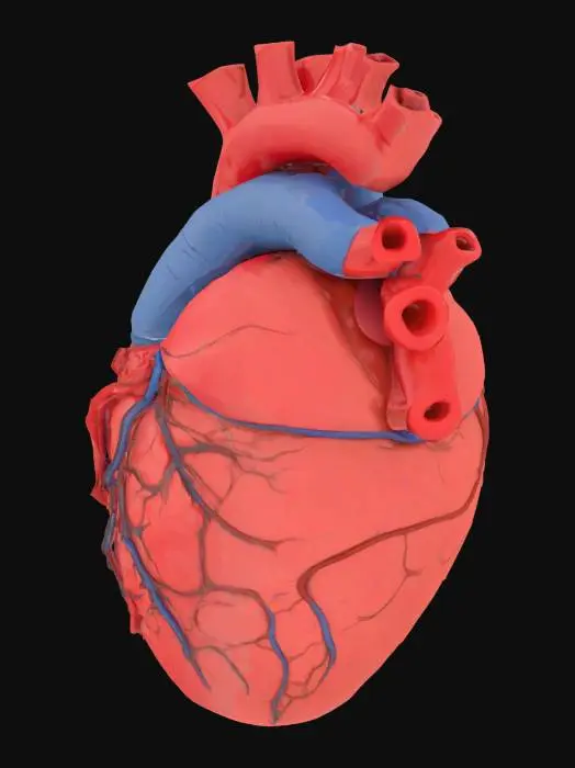 3D model for create a human heart
