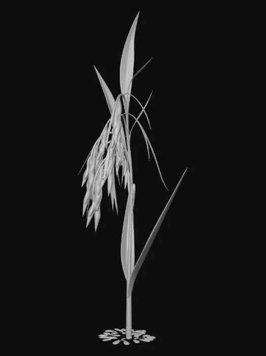 3D model for A single rice plant, low poly, stylized. Simple geometric shapes for leaves and stalk. Clean quad mesh, optimized for games. The plant has a thin green stalk, several long drooping green leaves, and a distinct rice panicle at the top. The rice grains are clustered together as a simple yellow-brown polygon shape. Minimalist, cute style. No pot, no soil, isolated object. White background.