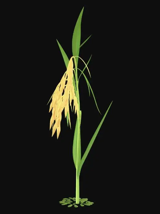 3D model for A single rice plant, low poly, stylized. Simple geometric shapes for leaves and stalk. Clean quad mesh, optimized for games. The plant has a thin green stalk, several long drooping green leaves, and a distinct rice panicle at the top. The rice grains are clustered together as a simple yellow-brown polygon shape. Minimalist, cute style. No pot, no soil, isolated object. White background.