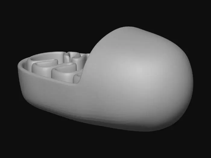3D model for Mitochondria Model