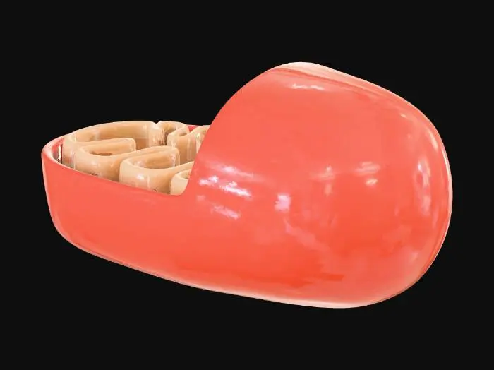 3D model for Mitochondria Model