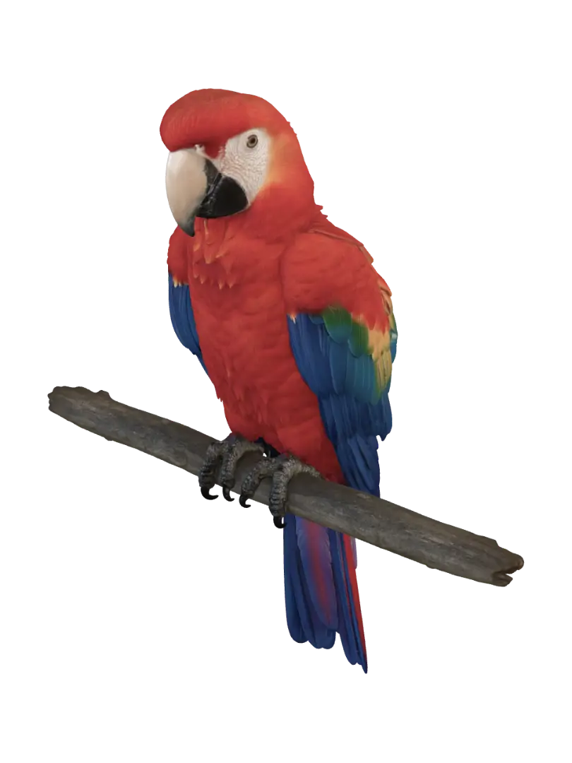parrot