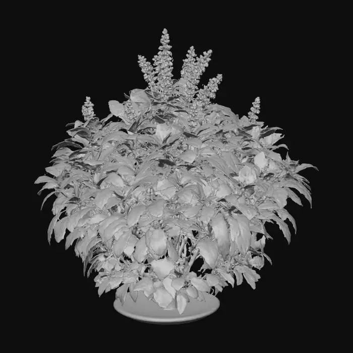 3D model for holy basil as a plant