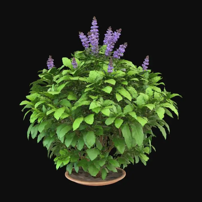 3D model for holy basil as a plant
