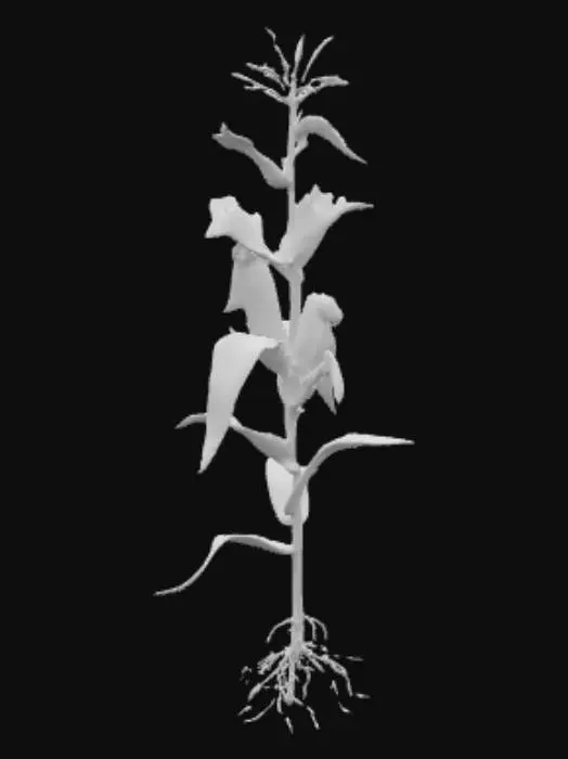 3D model for Cornstalk Illustration