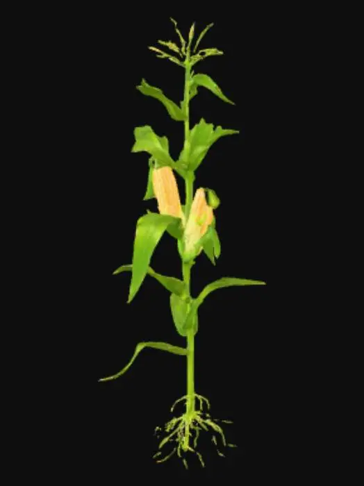 3D model for Cornstalk Illustration
