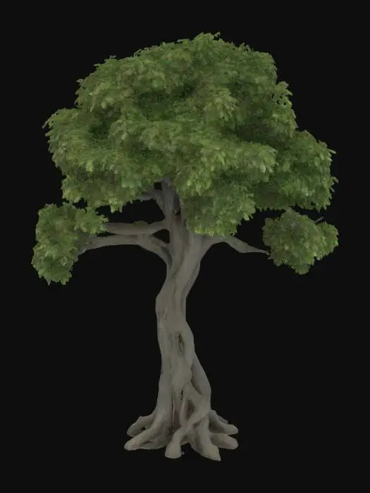 3D model for A realistic tree model, primarily featuring a sturdy, gnarled trunk with rough, bark-like texture in shades of deep brown and gray. Its branches extend outwards, tapering into finer twigs that support a dense canopy of lush green leaves, individually modeled for detail. The overall structure is symmetrical yet naturally varied, suggesting an aged deciduous tree. The surface appears matte with subtle light reflection, indicating a slightly damp or healthy appearance.
