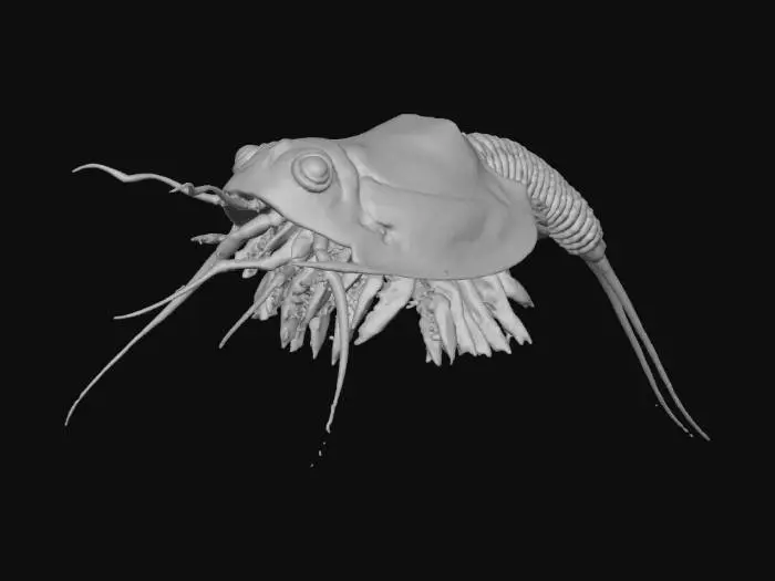 3D model for Ancient Swimmer