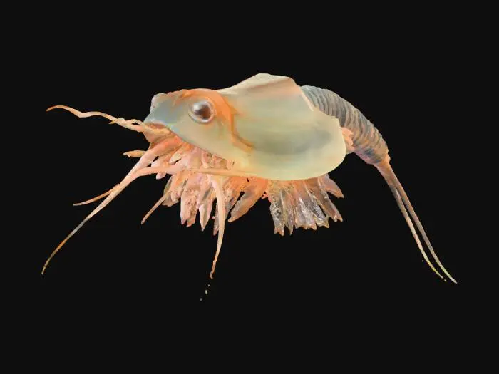 3D model for Ancient Swimmer