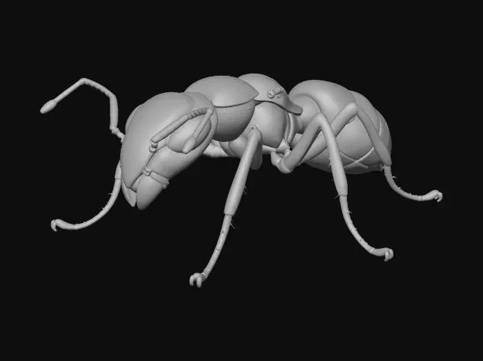 3D model for A red ant