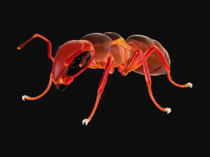 3D model for A red ant