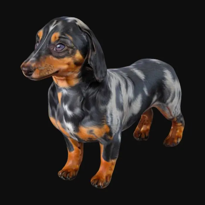 3D model for weiner_dog