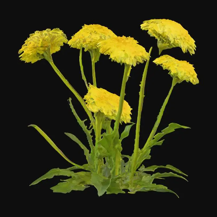 3D model for Dandelion Cluster