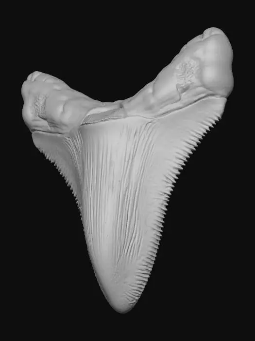 3D model for Stylized singular megalodon tooth