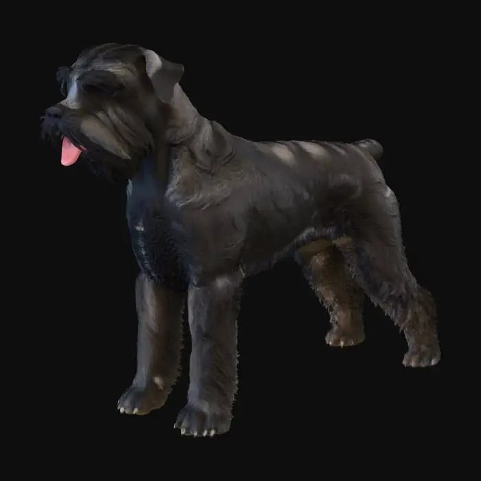 3D model for Giant Schnauzer