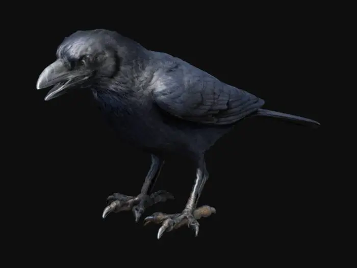 3D model for Raven