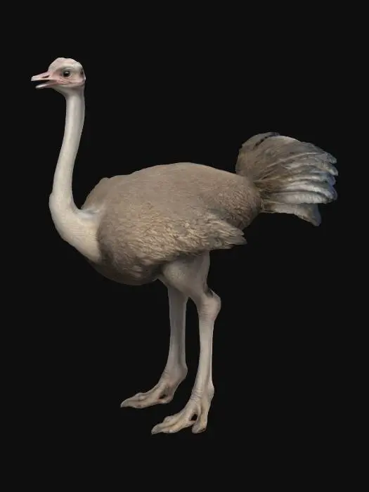 3D model for Ostritch