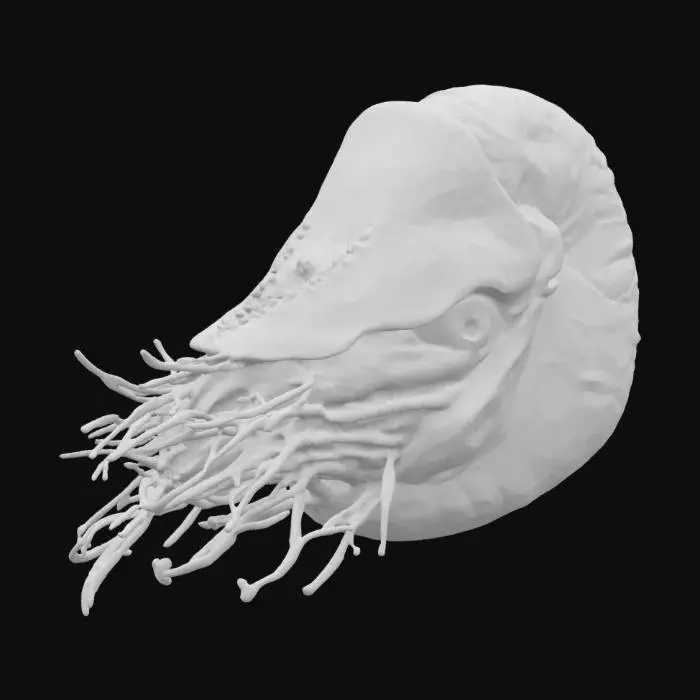 3D model for Nautilus Dreamscape