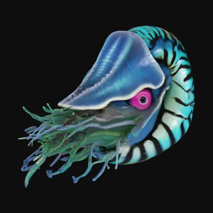 3D model for Nautilus Dreamscape