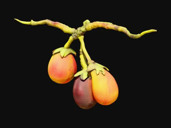3D model for Tri-Color Berries