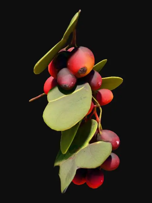 3D model for Java Plum Berries