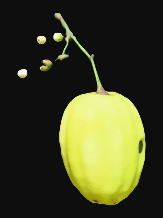 3D model for Verdant Jewel