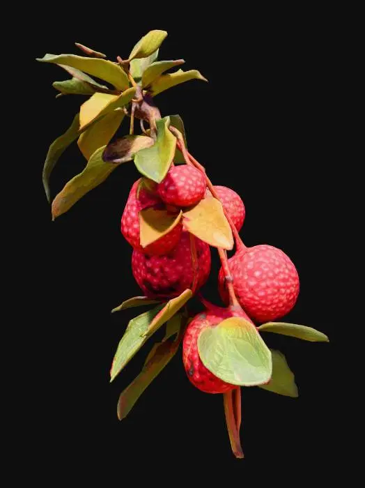 3D model for Arbutus Delight