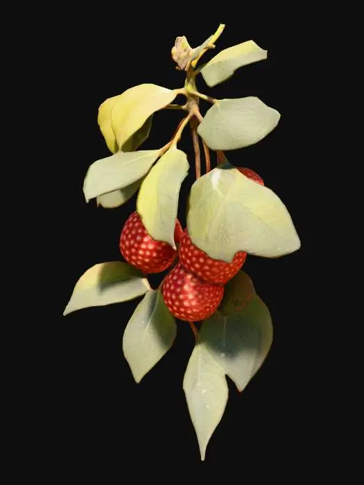 3D model for Arbutus Delight