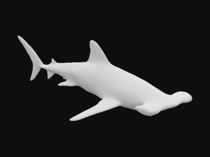 3D model for hammerhead shark