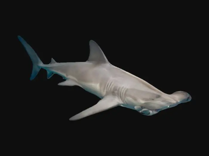 3D model for hammerhead shark