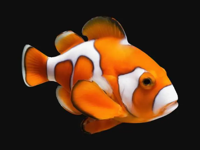 3D model for clown fish in orange and white
