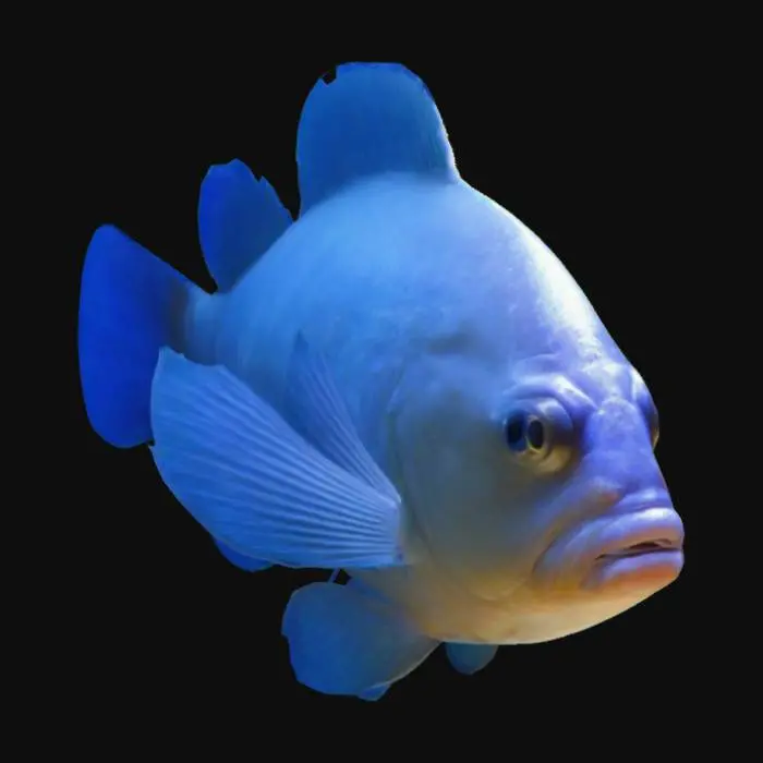 3D model for cl;own fish
