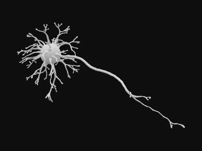 3D model for Organic low-poly neuron structure with a central soma, branching dendrites, and a long curving axon. Use stylized flared ends on the branches. The neuron should be modular so that multiple can be linked together to create forest like structures as exist in the brain. Only create 1 neuron and make the model a single unified structure. 
Color-coded: soma = blue, dendrites = lighter blue, axon = white.