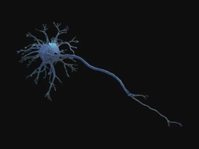 3D model for Organic low-poly neuron structure with a central soma, branching dendrites, and a long curving axon. Use stylized flared ends on the branches. The neuron should be modular so that multiple can be linked together to create forest like structures as exist in the brain. Only create 1 neuron and make the model a single unified structure. 
Color-coded: soma = blue, dendrites = lighter blue, axon = white.