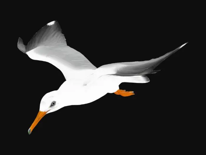 3D model for stylized seagull in flight 